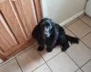 Cocker Spaniel (Show)