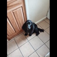Cocker Spaniel (Show)