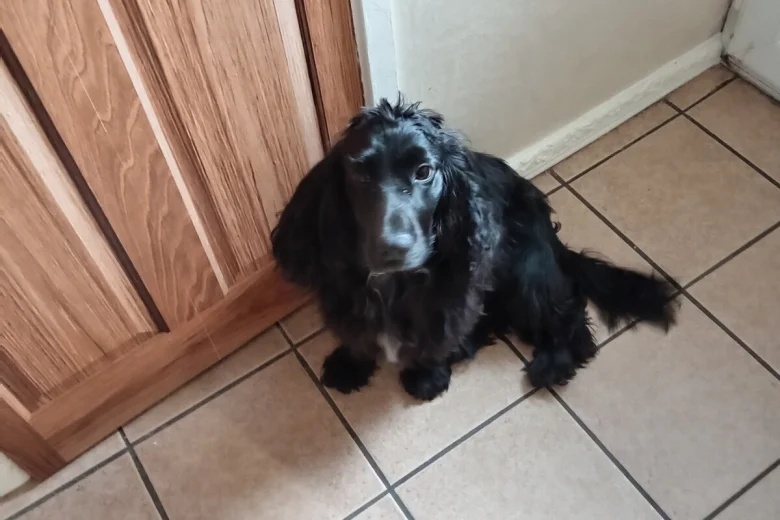 Cocker Spaniel (Show)