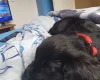 Cocker Spaniel (Show)