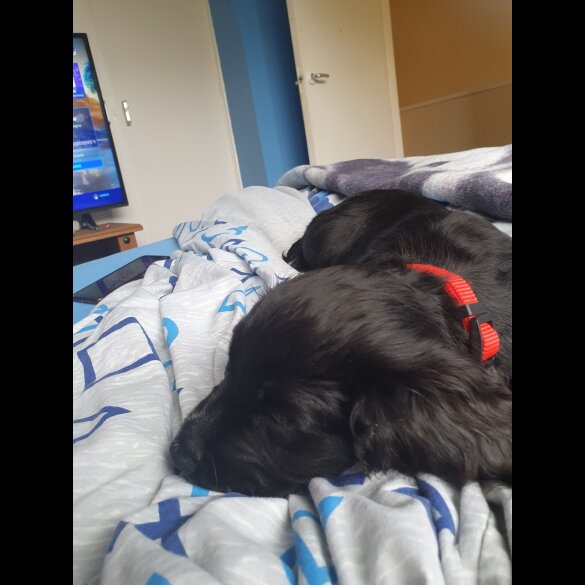 Cocker Spaniel (Show)