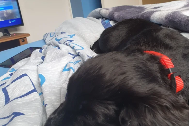 Cocker Spaniel (Show)