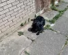Cocker Spaniel (Show)
