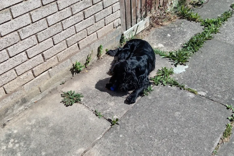Cocker Spaniel (Show)