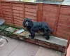 Cocker Spaniel (Show)
