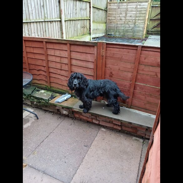 Cocker Spaniel (Show)