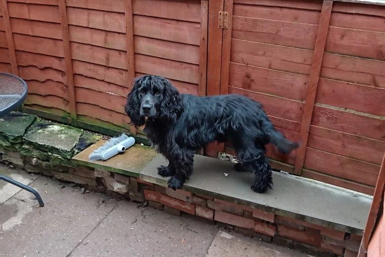 Cocker Spaniel (Show)
