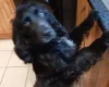 Cocker Spaniel (Show)