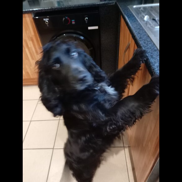 Cocker Spaniel (Show)