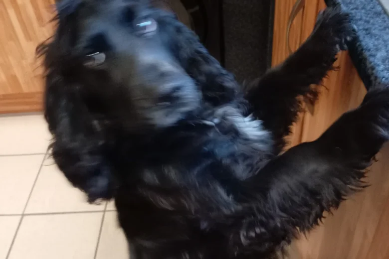 Cocker Spaniel (Show)