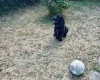 Cocker Spaniel (Show)