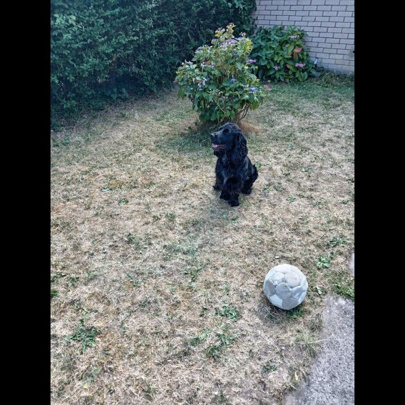Cocker Spaniel (Show)