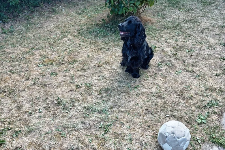 Cocker Spaniel (Show)