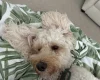Cockapoo
