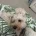 Cockapoo