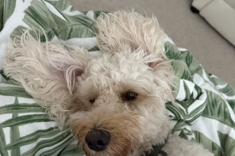 Cockapoo