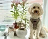 Cockapoo