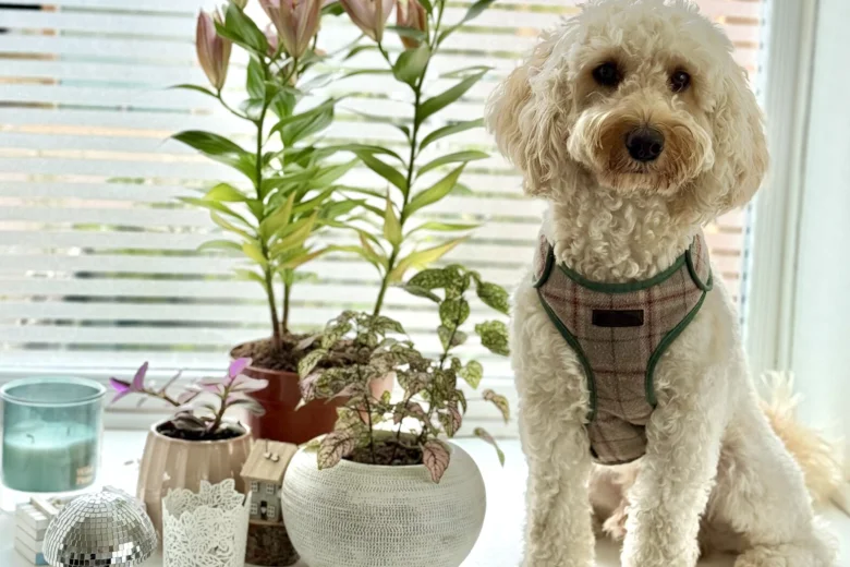 Cockapoo