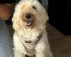 Cockapoo