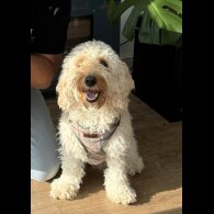 Cockapoo