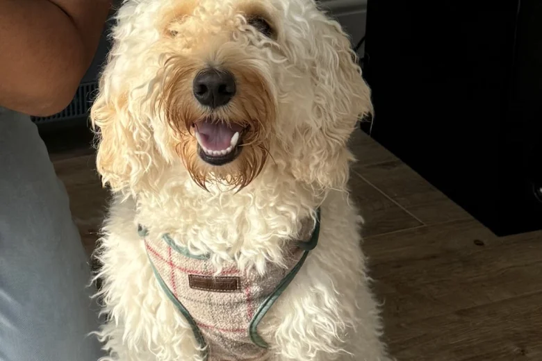 Cockapoo