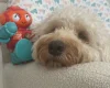 Cockapoo