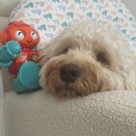 Cockapoo