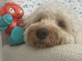 Cockapoo