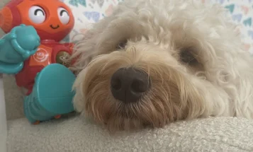 Cockapoo
