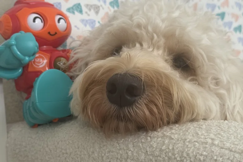 Cockapoo