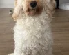 Cockapoo