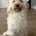 Cockapoo