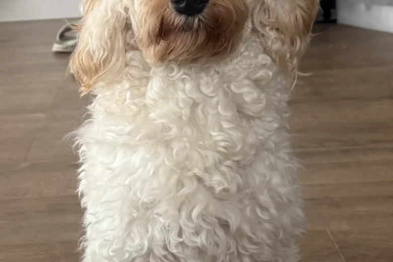 Cockapoo