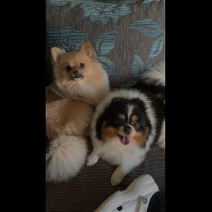 Pomeranian - Dogs