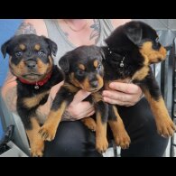 Rottweiler - Both