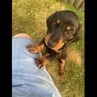 Dachshund (Smooth Haired) - Both