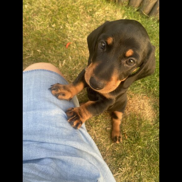 Dachshund (Smooth Haired) - Both