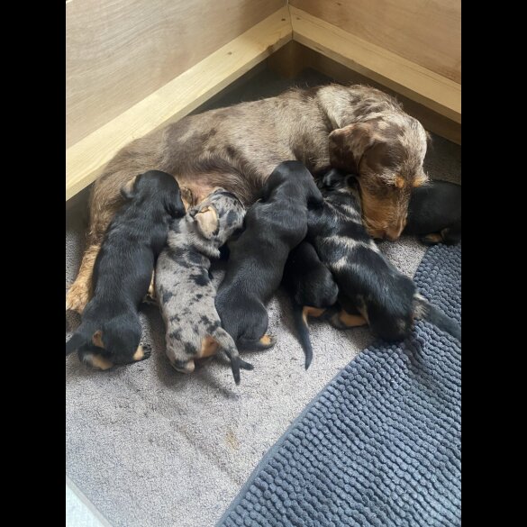 Dachshund (Smooth Haired) - Both