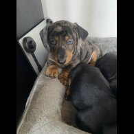 Dachshund (Smooth Haired) - Both