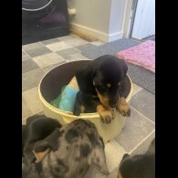 Dachshund (Smooth Haired) - Both