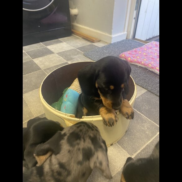 Dachshund (Smooth Haired) - Both