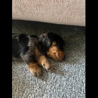 Dachshund (Smooth Haired) - Both