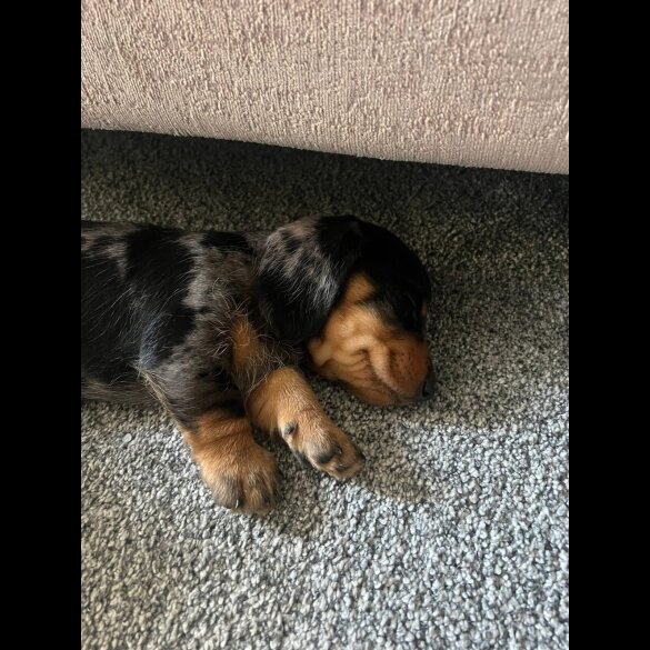 Dachshund (Smooth Haired) - Both