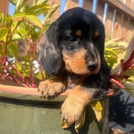 Dachshund (Smooth Haired) - Both