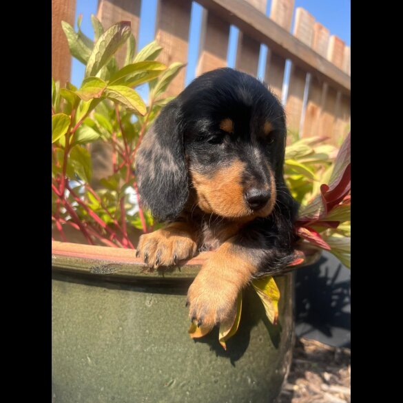 Dachshund (Smooth Haired) - Both