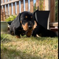 Dachshund (Smooth Haired) - Both