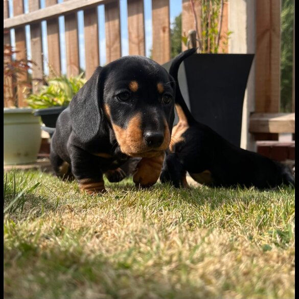 Dachshund (Smooth Haired) - Both