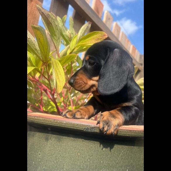 Dachshund (Smooth Haired) - Both