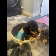 Dachshund (Smooth Haired) - Both