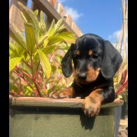 Dachshund (Smooth Haired) - Both